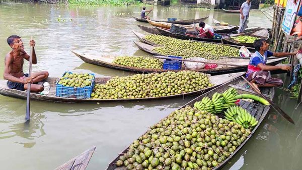 ঝালকাঠিতে জমজমাট ভাসমান আমড়ার হাট