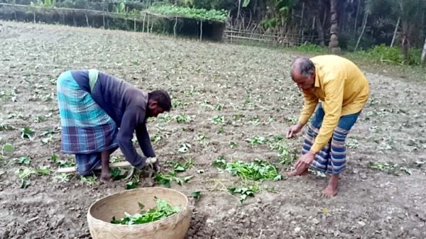 কাঠালিয়ায় মিষ্টি আলু রোপনে ব্যস্তসময় পার করছেন কৃষকরা