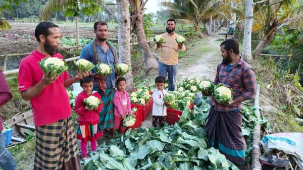 কাঠালিয়ায় শীতকালীন সবজি চাষে কৃষকের মুখে স্বস্তির হাসি