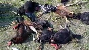 কাঠালিয়ায় হাঁস মুরগীর সাথে এ কেমন শ'ক্রতা