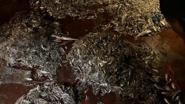 কাঠালিয়ায় রাতের আঁধারে বিষখালীতে পোনা শিকার, হুমকির মুখে ইলিশের ভবিষ্যৎ