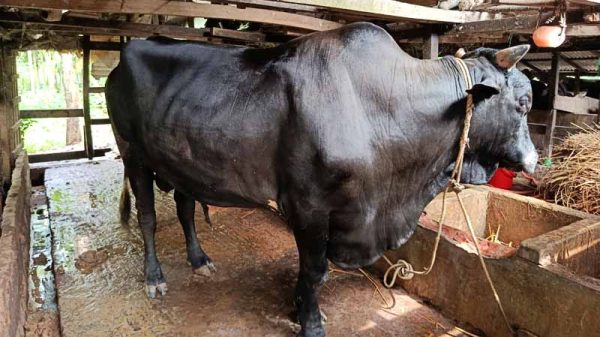 রাজাপুরে নজর কাড়া ব্লাক ডায়মন্ড কিনলেই সাথে থাকছে দুই লাখ টাকার ষাঁড়