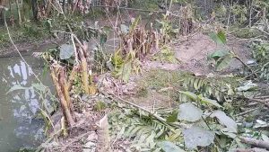 রাজাপুরে কৃষকের দুই শতাধিক গাছ কেটে জমি দখলের চেষ্টার অভিযোগ