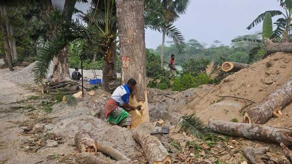 ঝালকাঠিতে ১২০টি গাছ কাটার পর স্থগিত হলো প্রায় ২ হাজার গাছ কাটার প্রকল্প