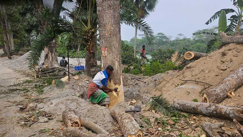 ঝালকাঠিতে ১২০টি গাছ কাটার পর স্থগিত হলো প্রায় ২ হাজার গাছ কাটার প্রকল্প