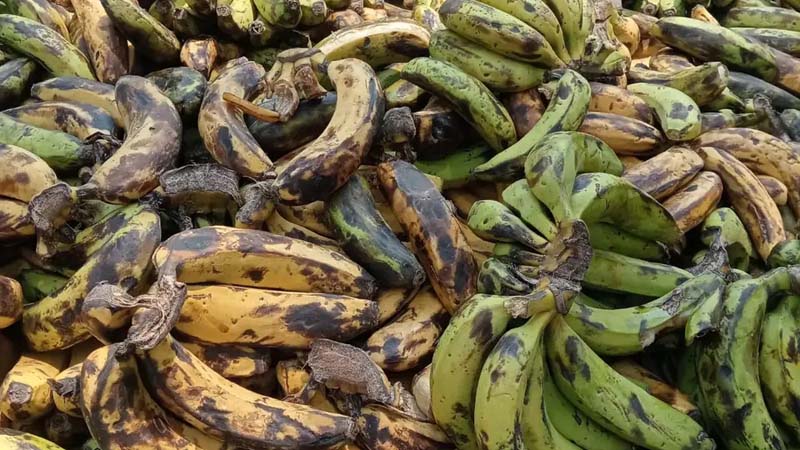 প্রাথমিকের শিক্ষার্থীদের পুষ্টিকর খাবারের নামে দেওয়া হচ্ছে নষ্ট কলা