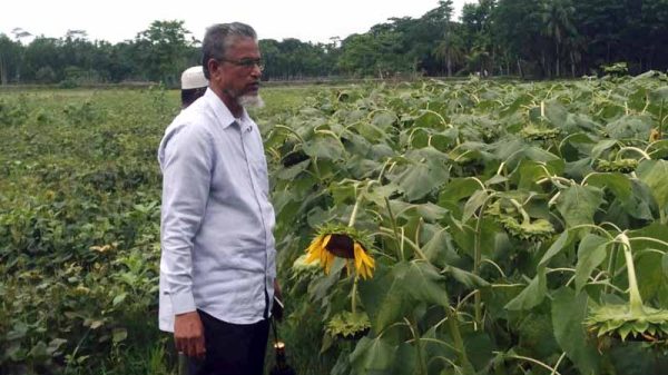 কাঠালিয়ায় ক্ষতিগ্রস্থ ফসলের মাঠ, দুঃসময়ে কৃষকের পাশে বিএনপি’র সভাপতি