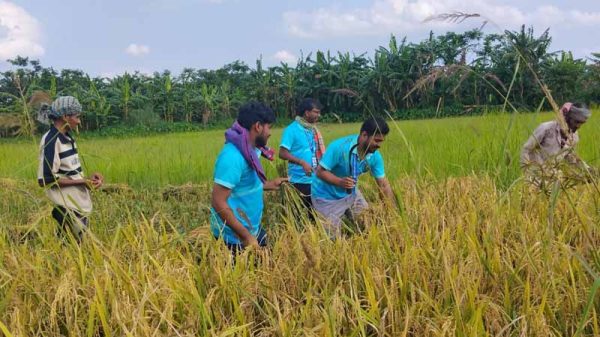 কৃষকের মাঠের ধান কেটে ঘরে তুলতে পাশে দাঁড়াল প্রত্যয় তরুণ সংঘ