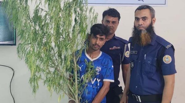গাঁজা গাছসহ এক যুবক গ্রেফতার