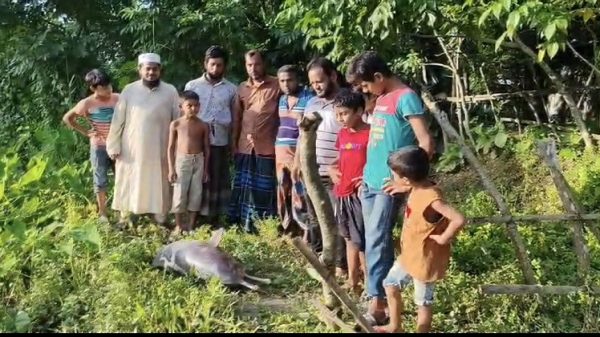 বিষখালী নদীতে ভেসে উঠল মৃত ডলফিন