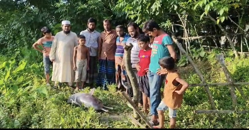বিষখালী নদীতে ভেসে উঠল মৃত ডলফিন
